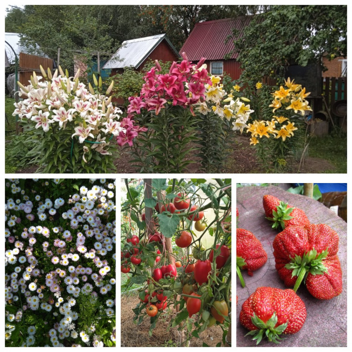 mycollages-13