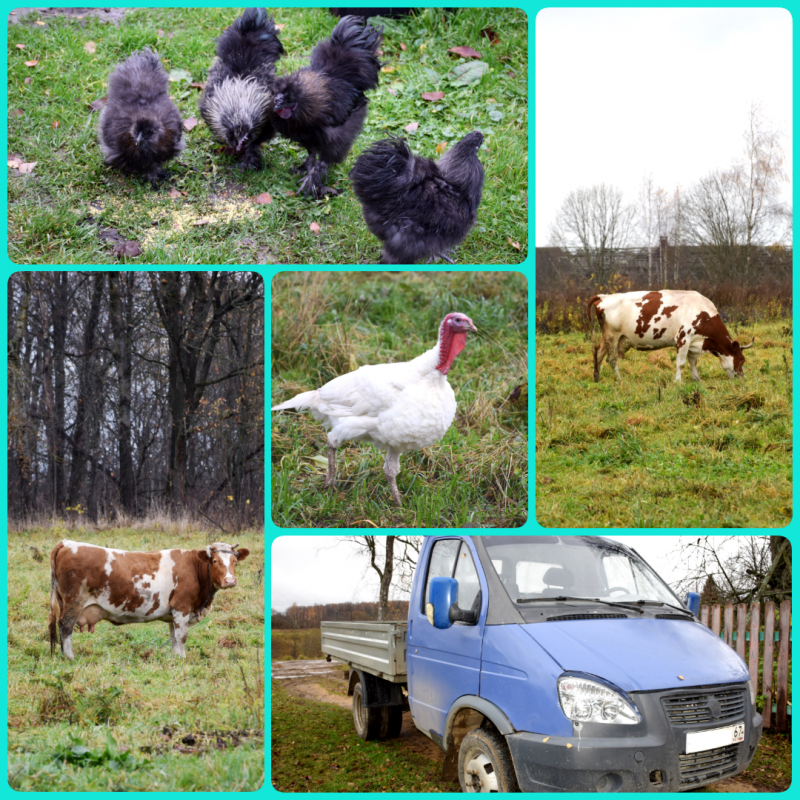 photo-collage-png-47