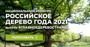 примите участие в голосовании за Главное дерево России национального конкурса «Российское дерево года - 2021» - фото - 1