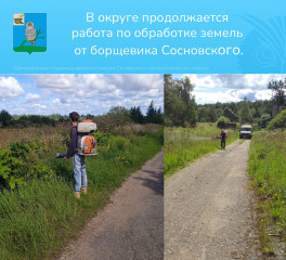 в Сычевском округе продолжается работа по обработке земель от борщевика Сосновского - фото - 1