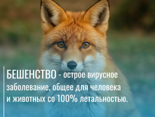 бешенство — одно из самых опасных вирусных заболеваний - фото - 1