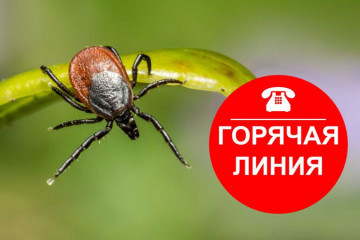 о Всероссийской горячей линии по профилактике клещевого энцефалита и инфекций, передающихся клещами - фото - 1